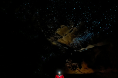 Aut. Marta Majewska - Karpińska, fot. Strop - Glowworms (Arachnocampa luminosa) w jaskini Waipu, Nowa Zelandia